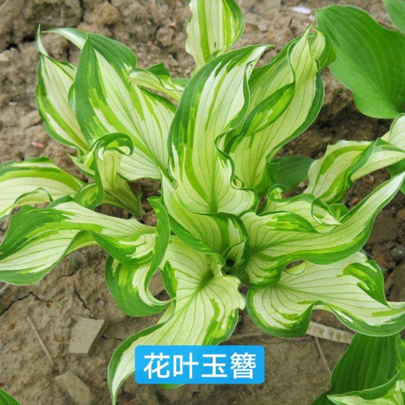 玉簪青叶玉簪花叶玉簪花边玉簪金边玉簪包邮发货！