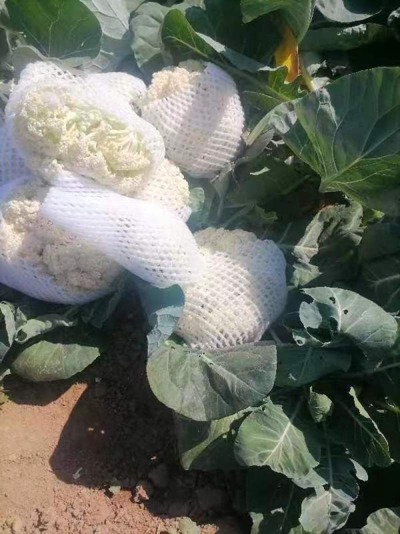 有机松花