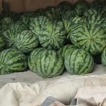 美都西瓜上市口感好