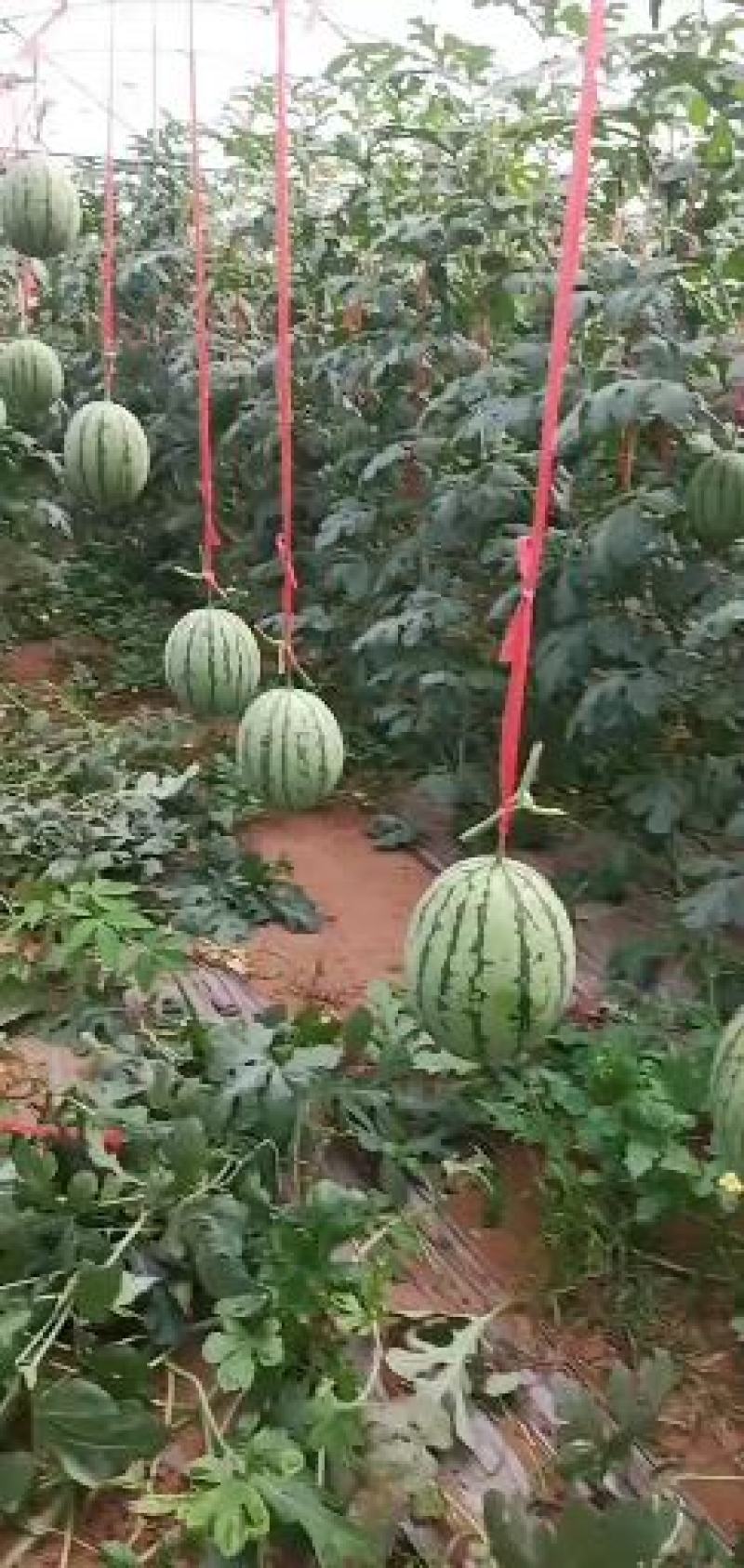 广西北海翠玲西瓜哈密瓜