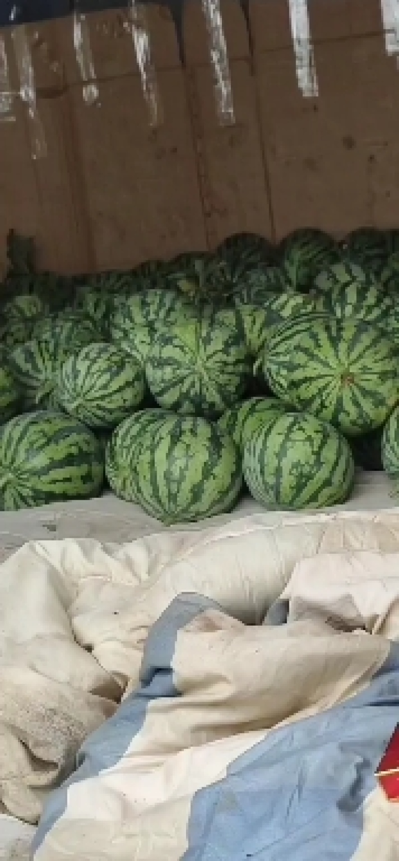 美都西瓜上市口感好