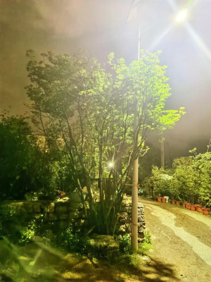 精品布纹吊钟花