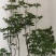 精品布纹吊钟花