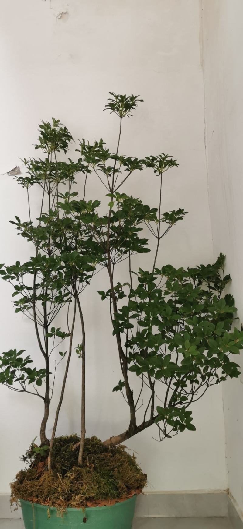 精品布纹吊钟花