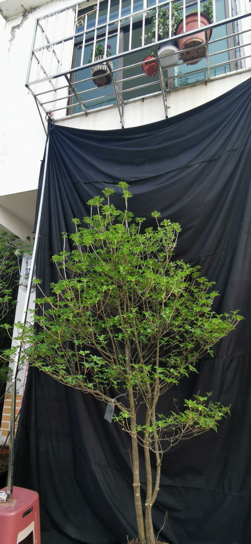 精品布纹吊钟花