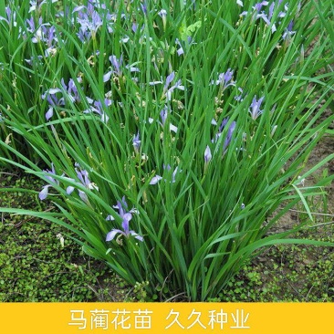 马蔺马莲马兰花花苗耐寒耐旱庭院种植工程绿化四季易种多年生