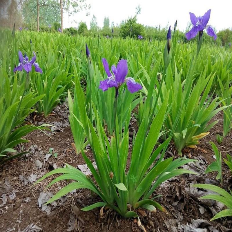 马蔺马莲马兰花花苗耐寒耐旱庭院种植工程绿化四季易种多年生