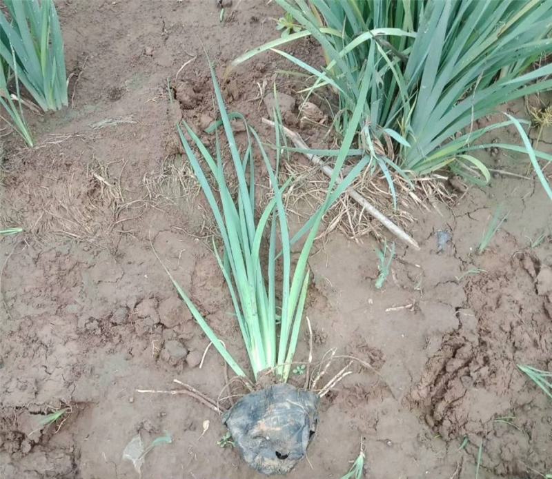 马蔺马莲马兰花花苗耐寒耐旱庭院种植工程绿化四季易种多年生