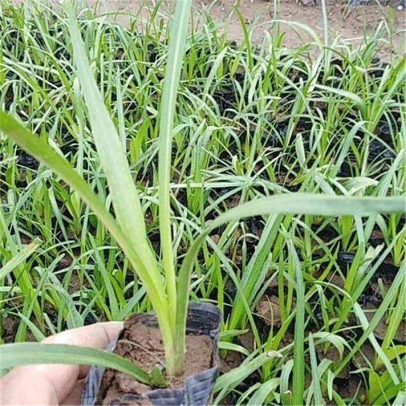 马蔺马莲马兰花花苗耐寒耐旱庭院种植工程绿化四季易种多年生