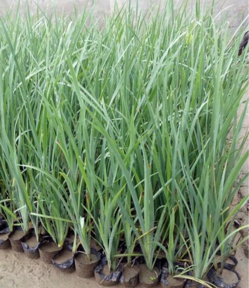 马蔺马莲马兰花花苗耐寒耐旱庭院种植工程绿化四季易种多年生