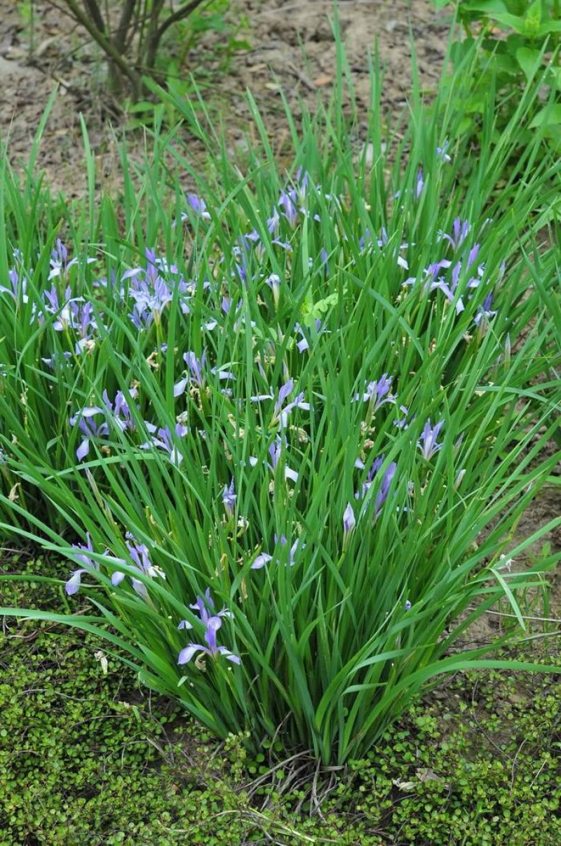 马蔺马莲马兰花花苗耐寒耐旱庭院种植工程绿化四季易种多年生