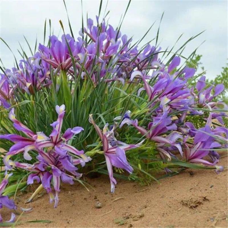 马蔺马莲马兰花花苗耐寒耐旱庭院种植工程绿化四季易种多年生