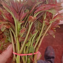 红油香椿