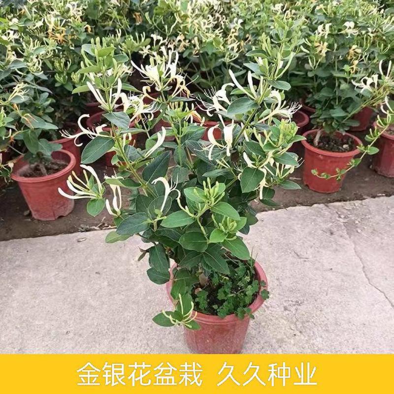 四季金银花树苗盆栽地栽可观赏食用泡茶药用阳台花卉绿植耐寒
