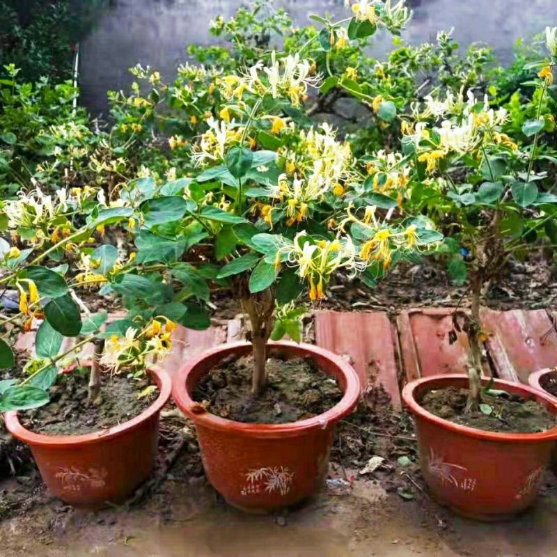 四季金银花树苗盆栽地栽可观赏食用泡茶药用阳台花卉绿植耐寒