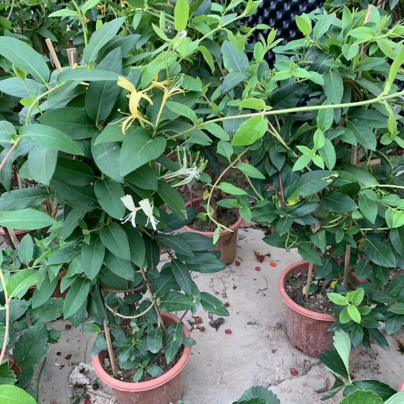 四季金银花树苗盆栽地栽可观赏食用泡茶药用阳台花卉绿植耐寒