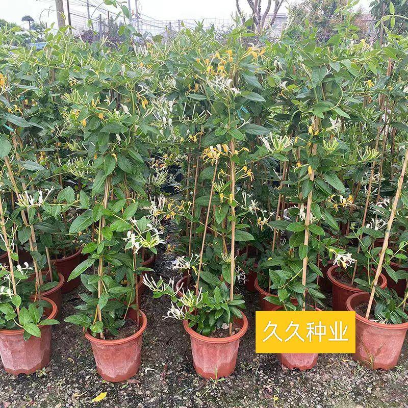 四季金银花树苗盆栽地栽可观赏食用泡茶药用阳台花卉绿植耐寒