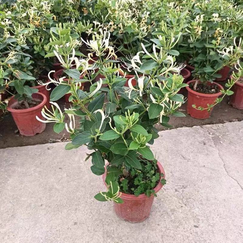 四季金银花树苗盆栽地栽可观赏食用泡茶药用阳台花卉绿植耐寒