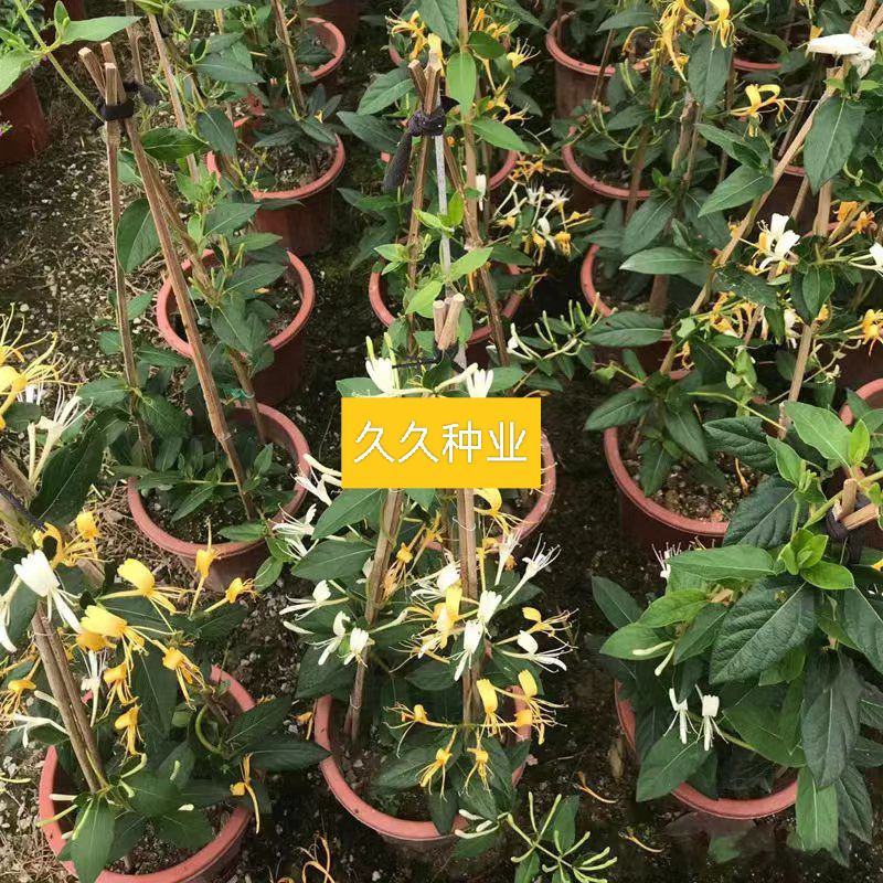 四季金银花树苗盆栽地栽可观赏食用泡茶药用阳台花卉绿植耐寒