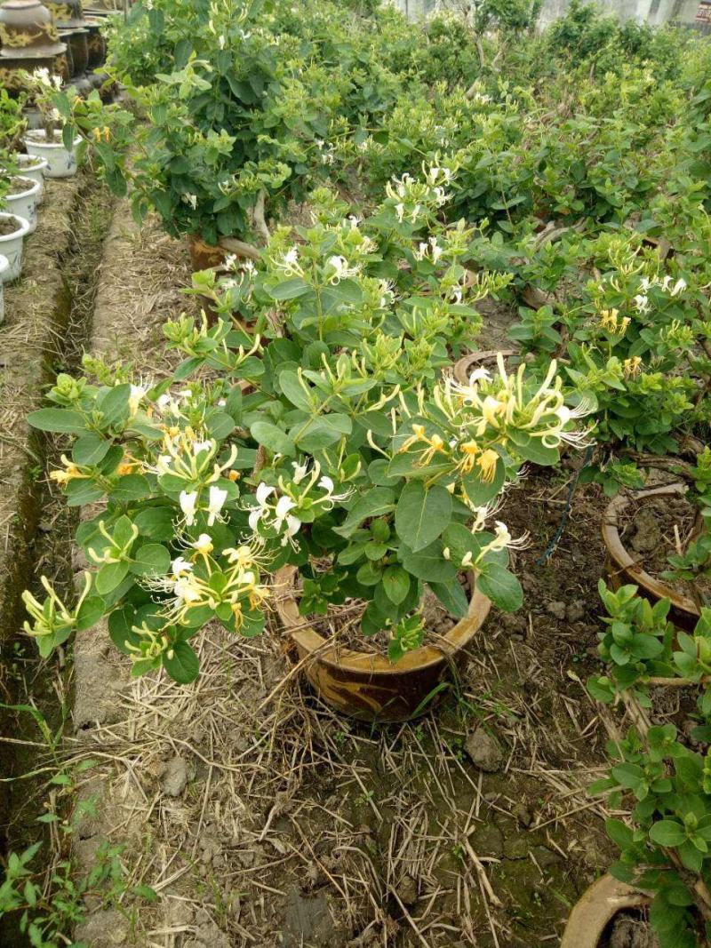 四季金银花树苗盆栽地栽可观赏食用泡茶药用阳台花卉绿植耐寒