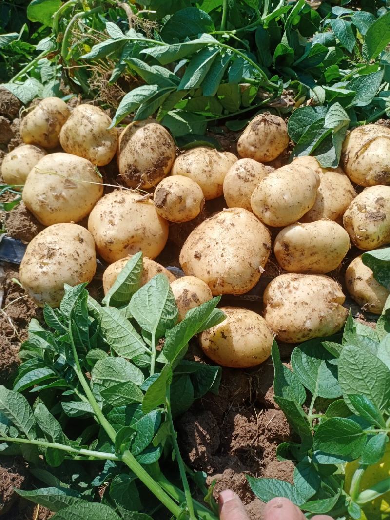 湖北襄阳黄心黄皮土豆大量上市