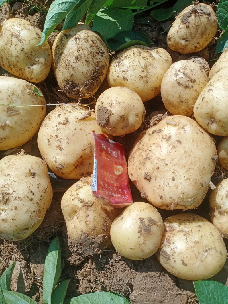 湖北襄阳黄心黄皮土豆大量上市