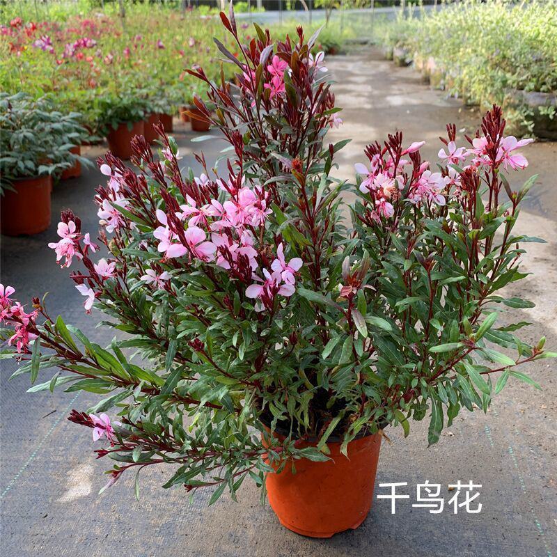 千鸟花盆栽山桃草花卉室外庭院阳台花镜植物花卉多年生