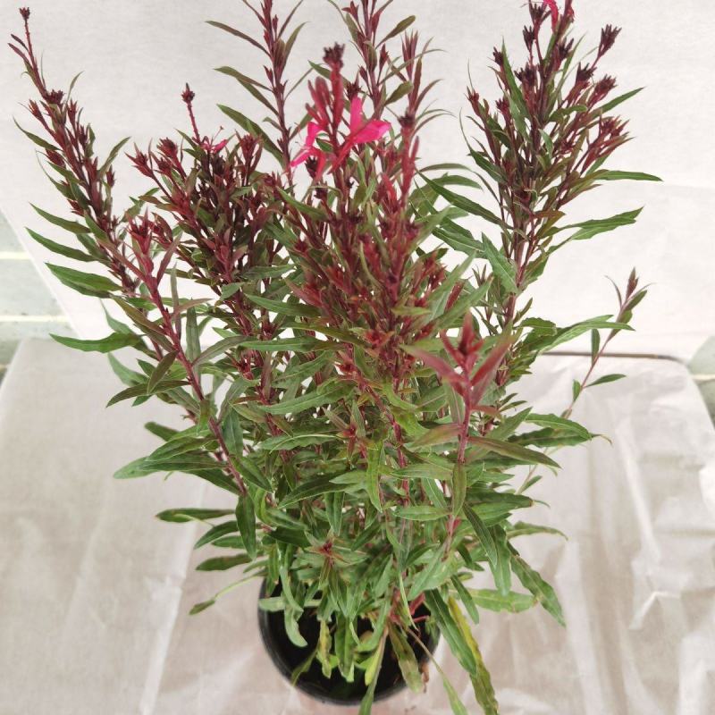 千鸟花盆栽山桃草花卉室外庭院阳台花镜植物花卉多年生