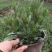 千鸟花盆栽山桃草花卉室外庭院阳台花镜植物花卉多年生