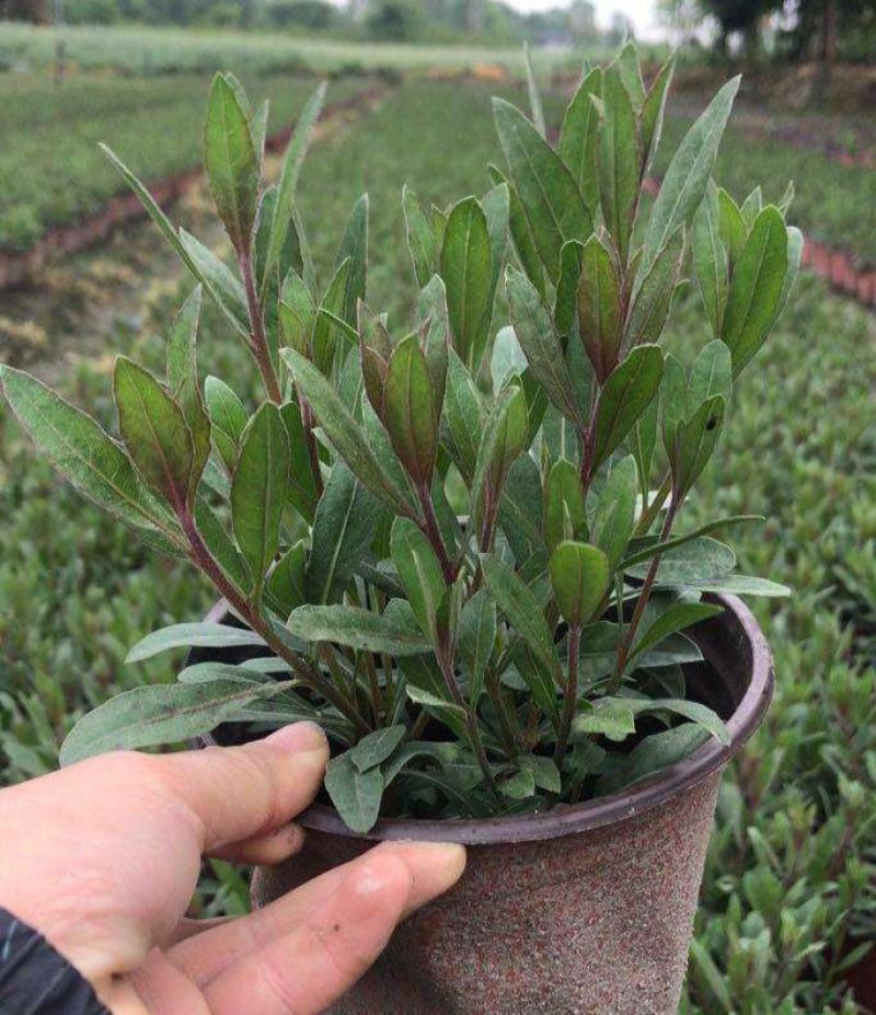 千鸟花盆栽山桃草花卉室外庭院阳台花镜植物花卉多年生