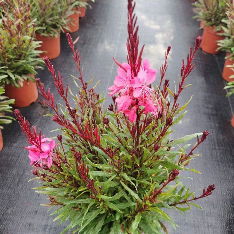 千鸟花盆栽山桃草花卉室外庭院阳台花镜植物花卉多年生