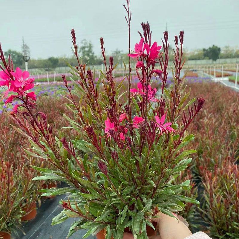 千鸟花盆栽山桃草花卉室外庭院阳台花镜植物花卉多年生