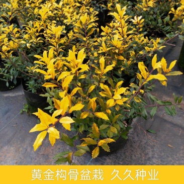 黄金枸骨盆栽四季冬青室外庭院种植多年生观叶植物常绿灌木
