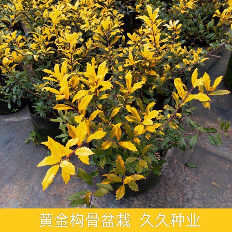 黄金枸骨盆栽四季冬青室外庭院种植多年生观叶植物常绿灌木