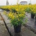 黄金枸骨盆栽四季冬青室外庭院种植多年生观叶植物常绿灌木