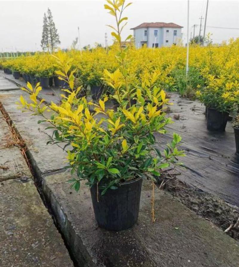 黄金枸骨盆栽四季冬青室外庭院种植多年生观叶植物常绿灌木