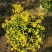 黄金枸骨盆栽四季冬青室外庭院种植多年生观叶植物常绿灌木