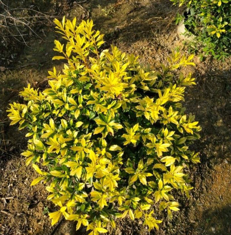 黄金枸骨盆栽四季冬青室外庭院种植多年生观叶植物常绿灌木