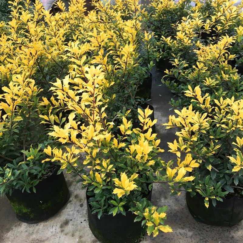 黄金枸骨盆栽四季冬青室外庭院种植多年生观叶植物常绿灌木