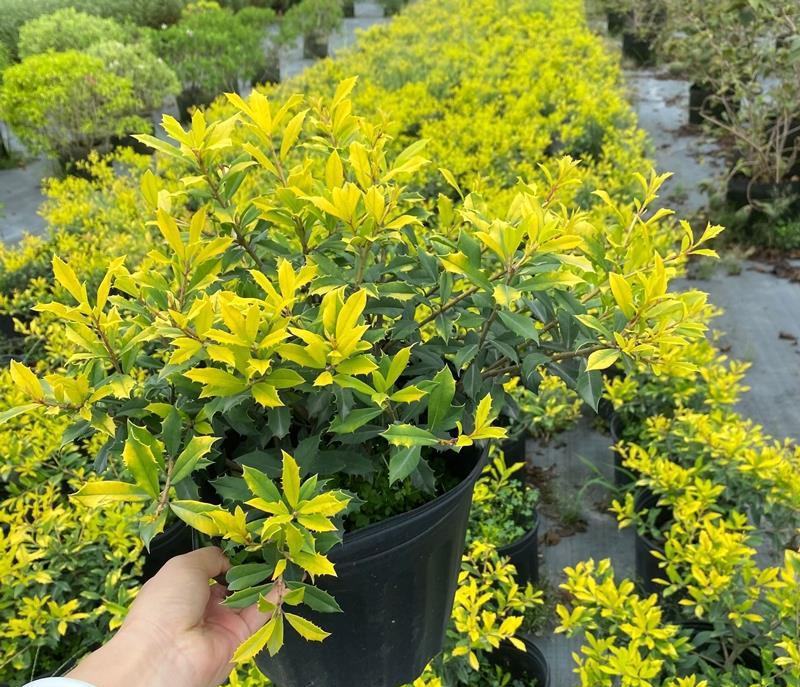 黄金枸骨盆栽四季冬青室外庭院种植多年生观叶植物常绿灌木