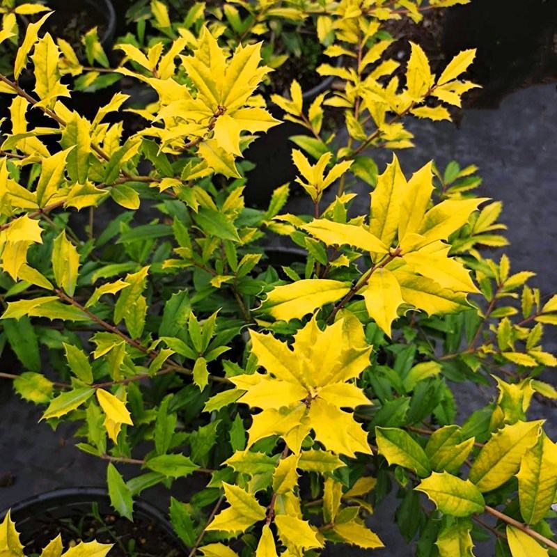 黄金枸骨盆栽四季冬青室外庭院种植多年生观叶植物常绿灌木