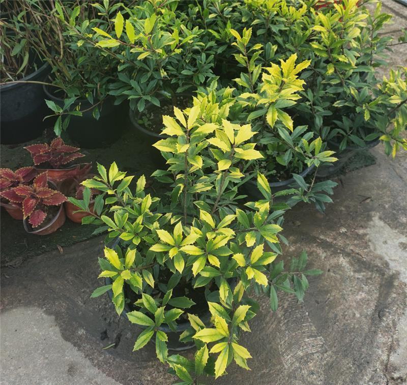 黄金枸骨盆栽四季冬青室外庭院种植多年生观叶植物常绿灌木