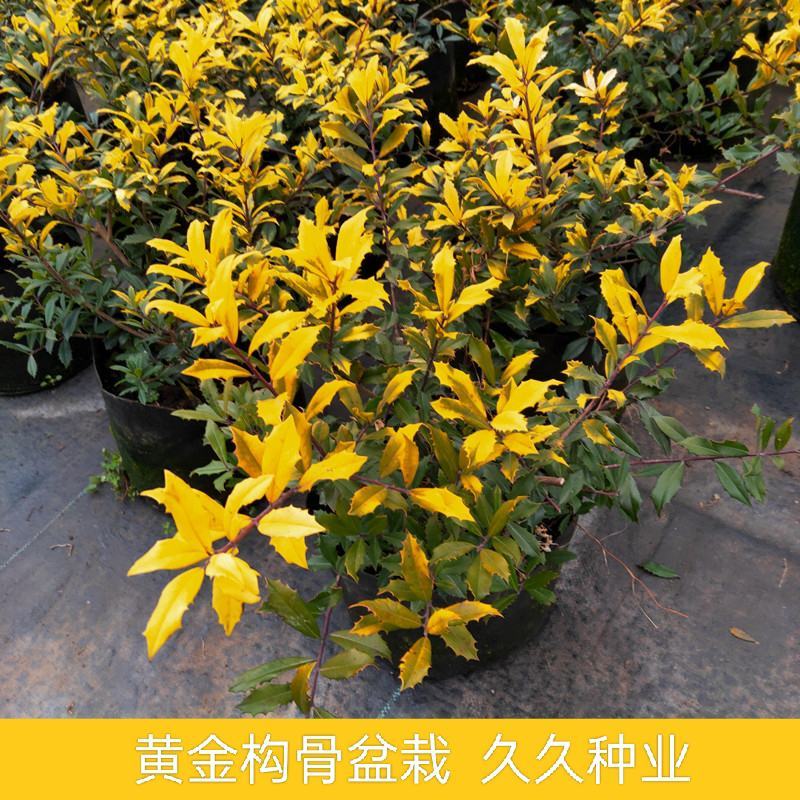 黄金枸骨盆栽四季冬青室外庭院种植多年生观叶植物常绿灌木