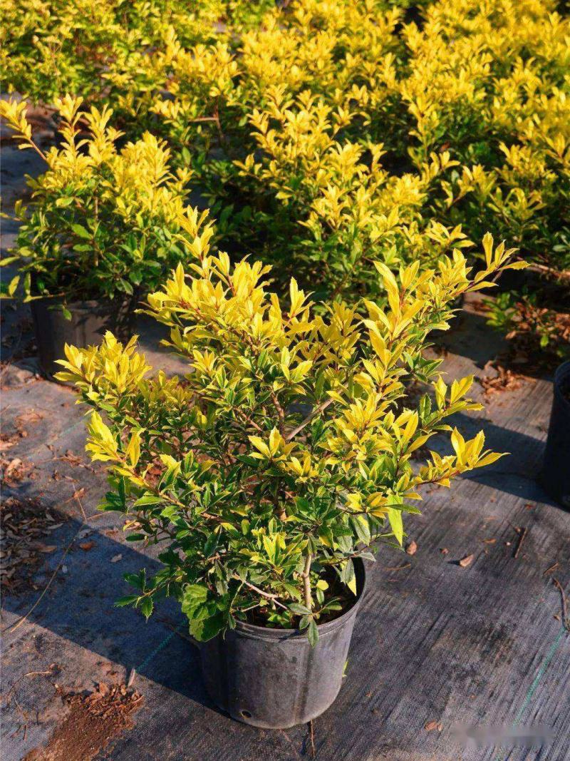 黄金枸骨盆栽四季冬青室外庭院种植多年生观叶植物常绿灌木