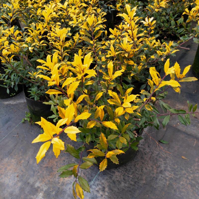 黄金枸骨盆栽四季冬青室外庭院种植多年生观叶植物常绿灌木
