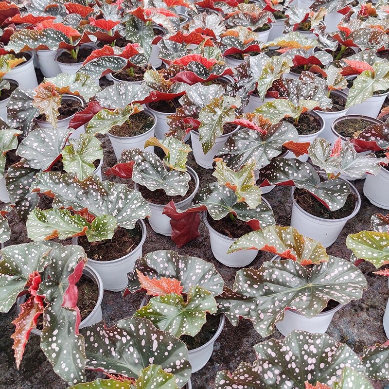 【基地自销】裂叶玫瑰秋海棠多肉花卉绿植盆栽桌面大颗