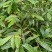 云南五指毛桃根、小叶白花牛奶香根，香味十足。