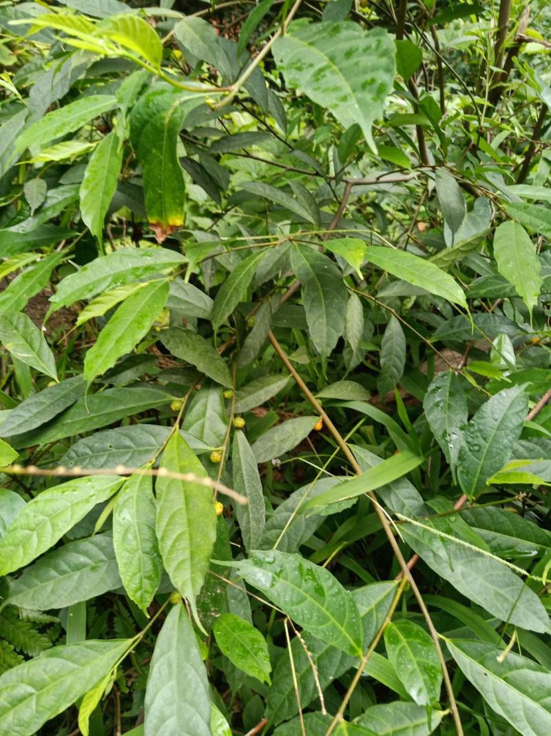 云南五指毛桃根、小叶白花牛奶香根，香味十足。