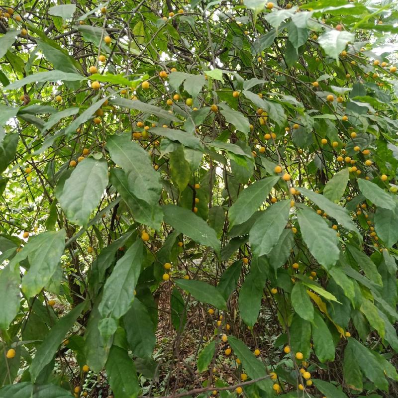 云南五指毛桃根、小叶白花牛奶香根，香味十足。