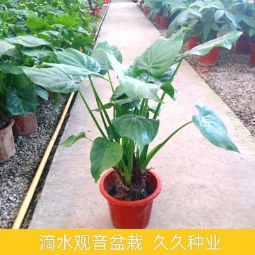 滴水观音客厅办公室室内观叶植物多年生易活好养美观